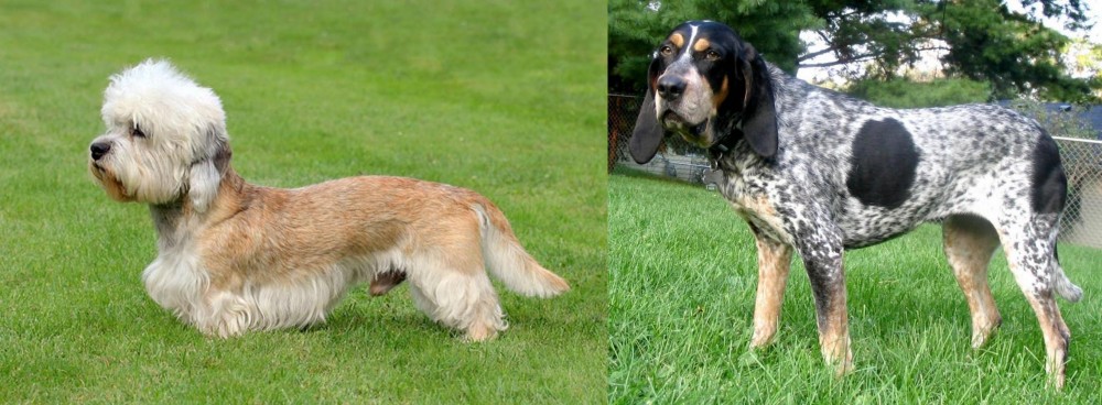 Griffon Bleu de Gascogne vs Dandie Dinmont Terrier - Breed Comparison