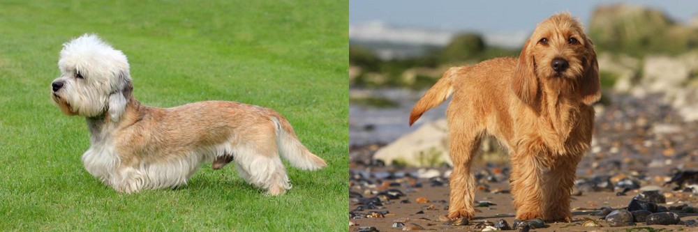 Griffon Fauve de Bretagne vs Dandie Dinmont Terrier - Breed Comparison