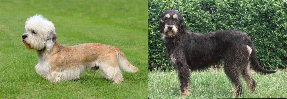 Griffon Nivernais vs Dandie Dinmont Terrier - Breed Comparison