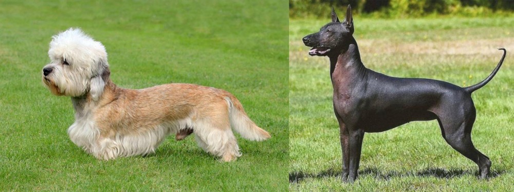 Hairless Khala vs Dandie Dinmont Terrier - Breed Comparison
