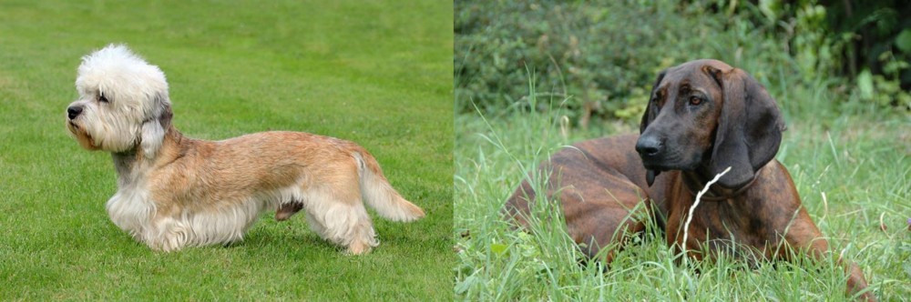 Hanover Hound vs Dandie Dinmont Terrier - Breed Comparison