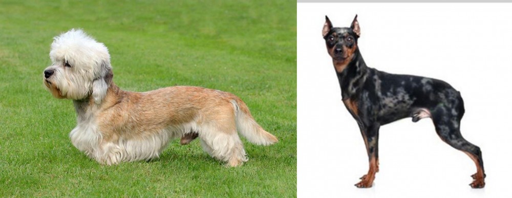 Harlequin Pinscher vs Dandie Dinmont Terrier - Breed Comparison