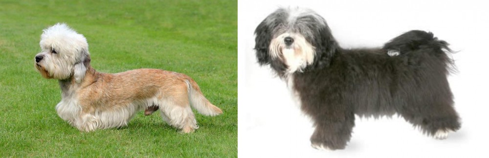 Havanese vs Dandie Dinmont Terrier - Breed Comparison