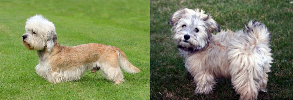 Havapoo vs Dandie Dinmont Terrier - Breed Comparison