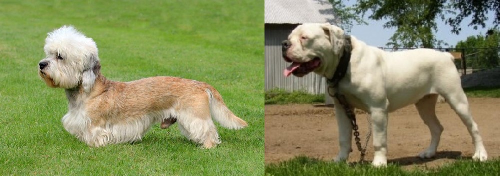 Hermes Bulldogge vs Dandie Dinmont Terrier - Breed Comparison