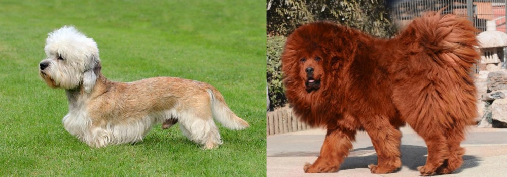 Himalayan Mastiff vs Dandie Dinmont Terrier - Breed Comparison