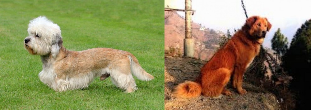 Himalayan Sheepdog vs Dandie Dinmont Terrier - Breed Comparison