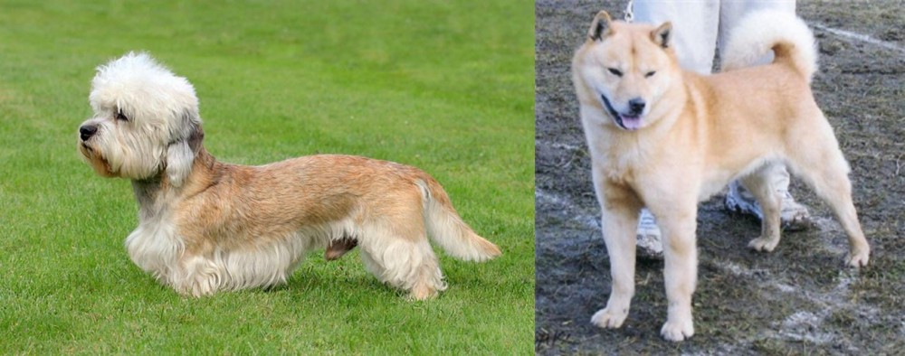 Hokkaido vs Dandie Dinmont Terrier - Breed Comparison