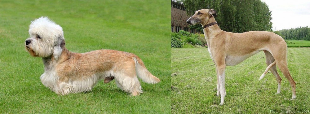 Hortaya Borzaya vs Dandie Dinmont Terrier - Breed Comparison
