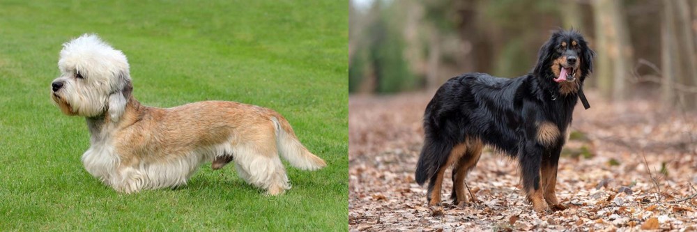 Hovawart vs Dandie Dinmont Terrier - Breed Comparison