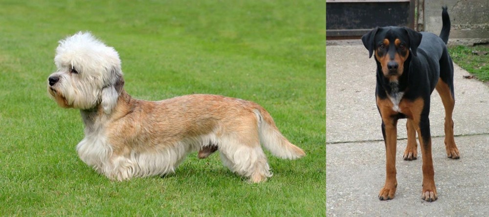 Hungarian Hound vs Dandie Dinmont Terrier - Breed Comparison