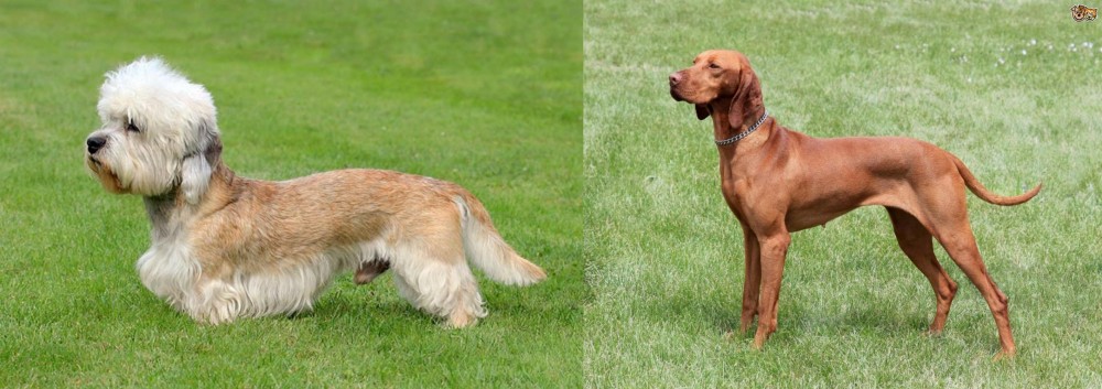 Hungarian Vizsla vs Dandie Dinmont Terrier - Breed Comparison