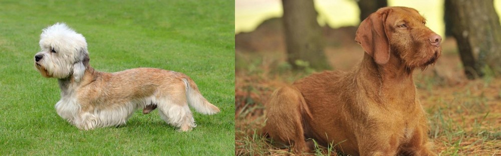 Hungarian Wirehaired Vizsla vs Dandie Dinmont Terrier - Breed Comparison