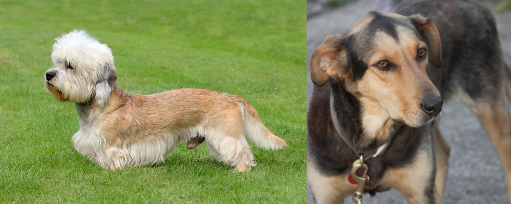 Huntaway vs Dandie Dinmont Terrier - Breed Comparison