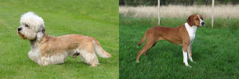 Hygenhund vs Dandie Dinmont Terrier - Breed Comparison