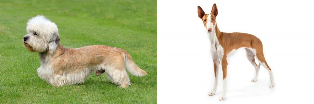 Ibizan Hound vs Dandie Dinmont Terrier - Breed Comparison