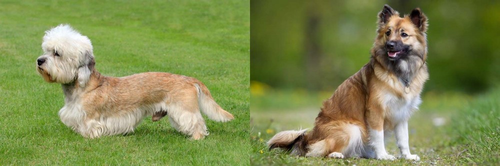 Icelandic Sheepdog vs Dandie Dinmont Terrier - Breed Comparison