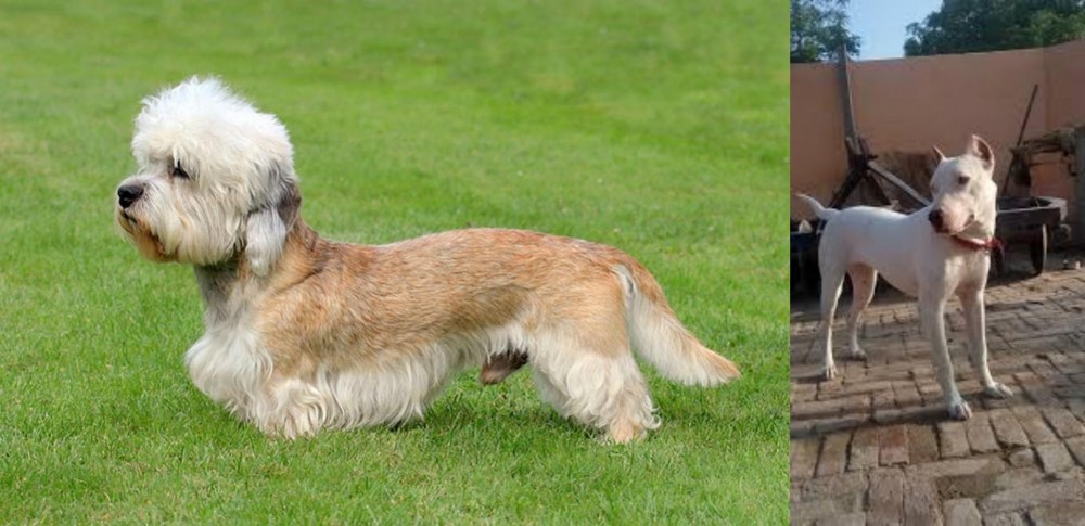 Indian Bull Terrier vs Dandie Dinmont Terrier - Breed Comparison