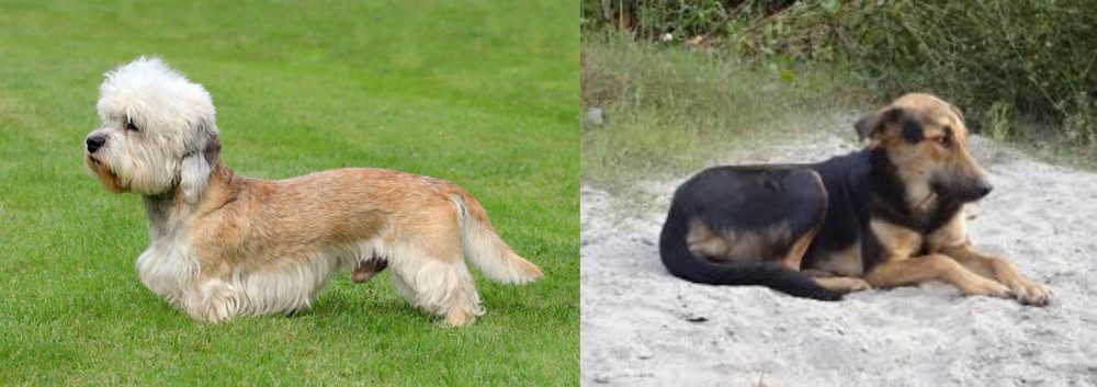 Indian Pariah Dog vs Dandie Dinmont Terrier - Breed Comparison