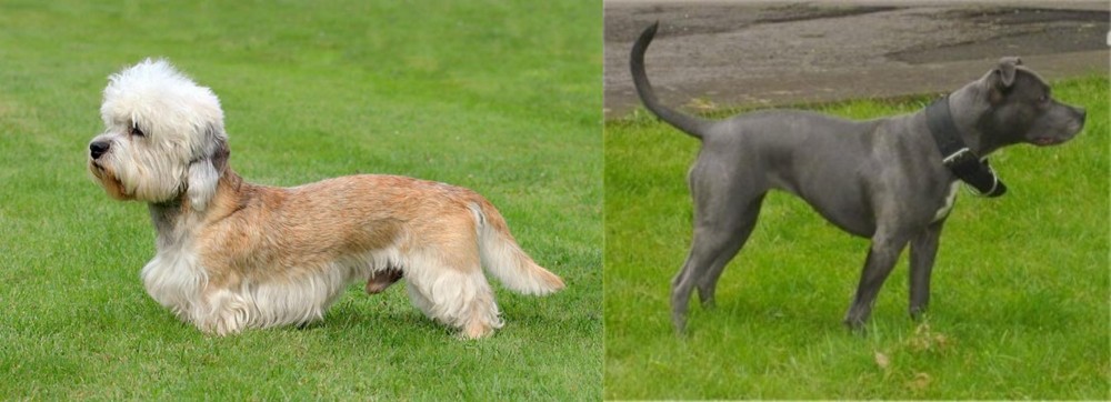Irish Bull Terrier vs Dandie Dinmont Terrier - Breed Comparison