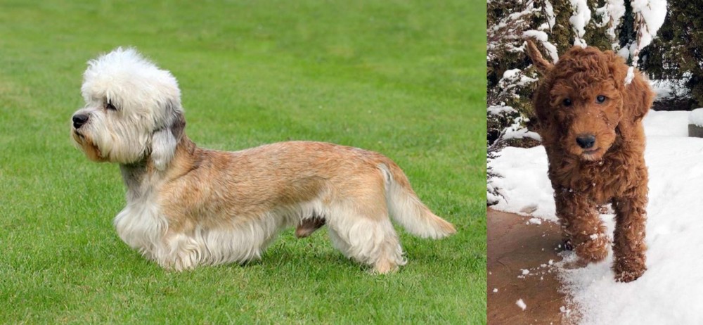 Irish Doodles vs Dandie Dinmont Terrier - Breed Comparison