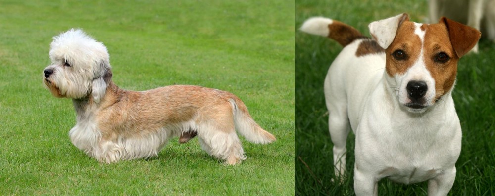 Irish Jack Russell vs Dandie Dinmont Terrier - Breed Comparison
