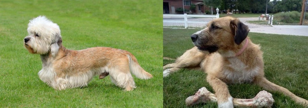 Irish Mastiff Hound vs Dandie Dinmont Terrier - Breed Comparison