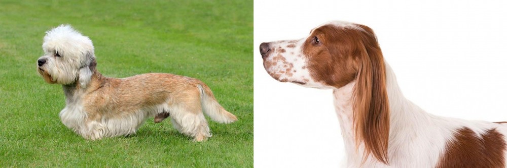 Irish Red and White Setter vs Dandie Dinmont Terrier - Breed Comparison