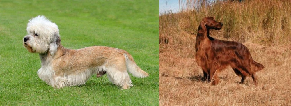 Irish Setter vs Dandie Dinmont Terrier - Breed Comparison
