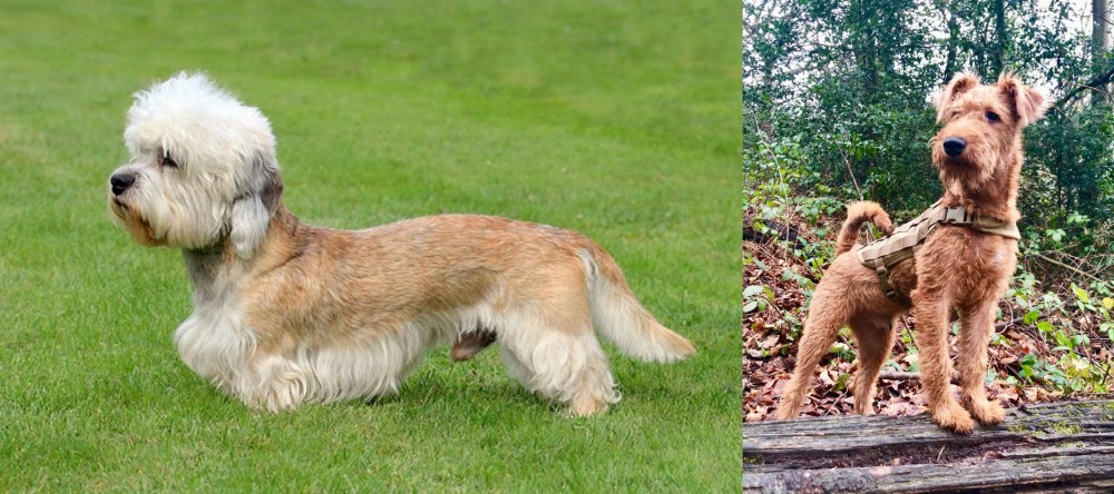 Irish Terrier vs Dandie Dinmont Terrier - Breed Comparison
