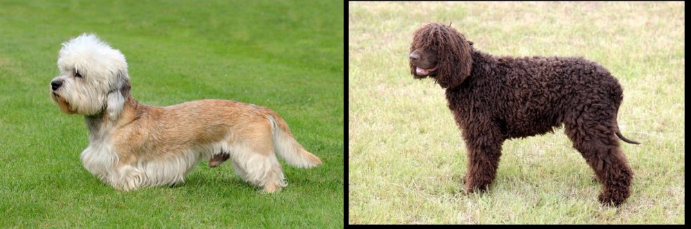 Irish Water Spaniel vs Dandie Dinmont Terrier - Breed Comparison