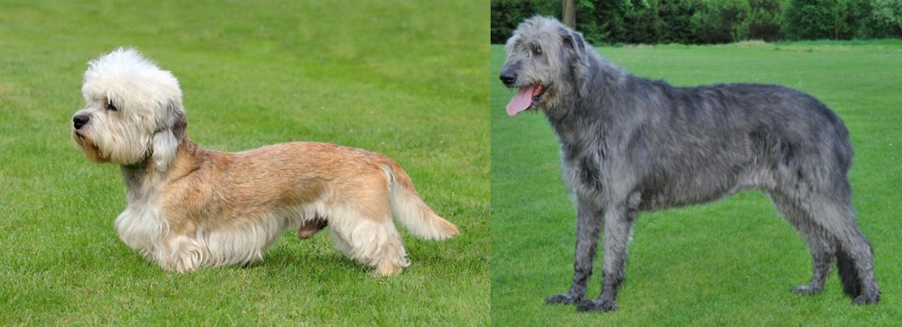 Irish Wolfhound vs Dandie Dinmont Terrier - Breed Comparison