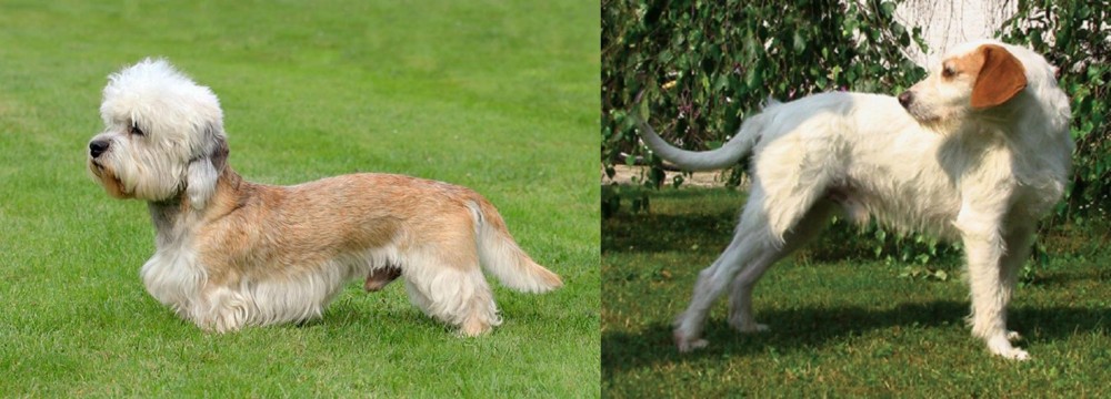 Istarski Ostrodlaki Gonic vs Dandie Dinmont Terrier - Breed Comparison