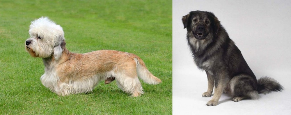 Istrian Sheepdog vs Dandie Dinmont Terrier - Breed Comparison