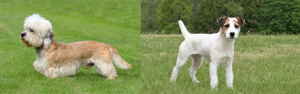 Jack Russell Terrier vs Dandie Dinmont Terrier - Breed Comparison