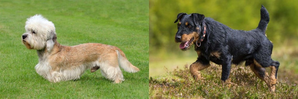 Jagdterrier vs Dandie Dinmont Terrier - Breed Comparison
