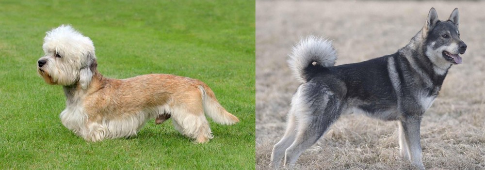 Jamthund vs Dandie Dinmont Terrier - Breed Comparison