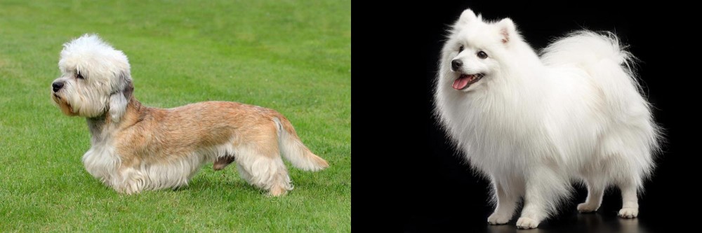Japanese Spitz vs Dandie Dinmont Terrier - Breed Comparison
