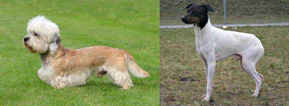 Japanese Terrier vs Dandie Dinmont Terrier - Breed Comparison