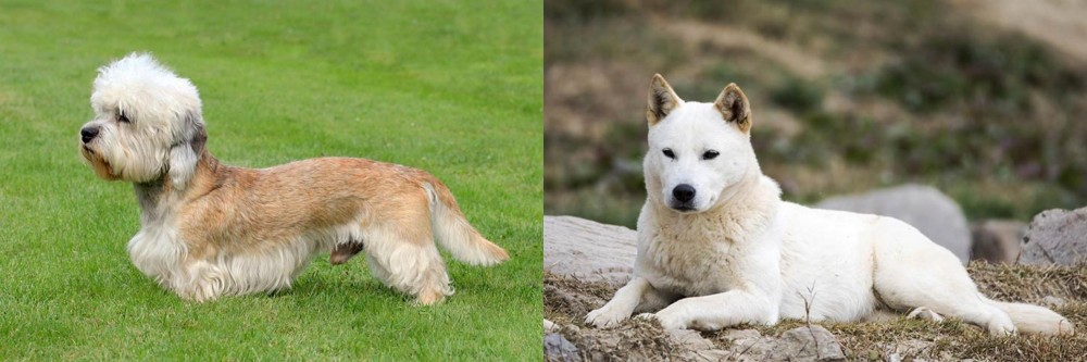 Jindo vs Dandie Dinmont Terrier - Breed Comparison
