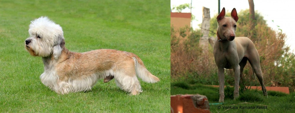 Jonangi vs Dandie Dinmont Terrier - Breed Comparison