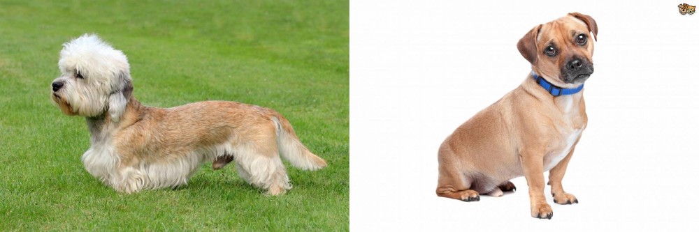 Jug vs Dandie Dinmont Terrier - Breed Comparison