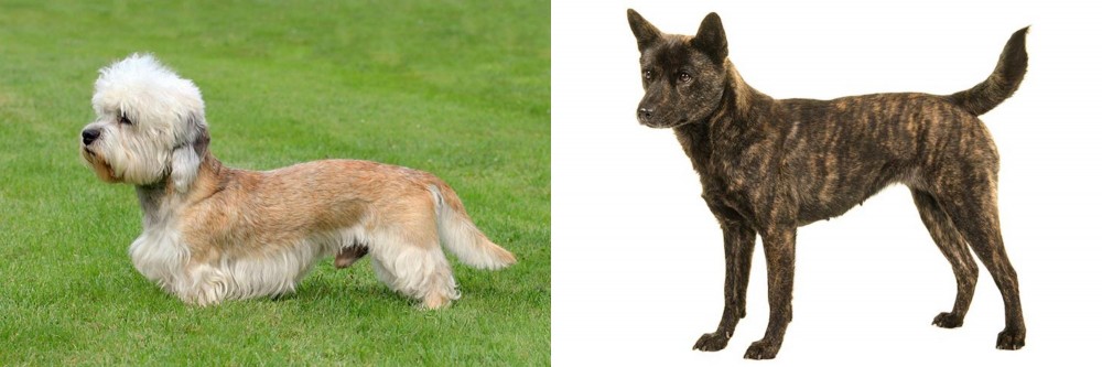 Kai Ken vs Dandie Dinmont Terrier - Breed Comparison