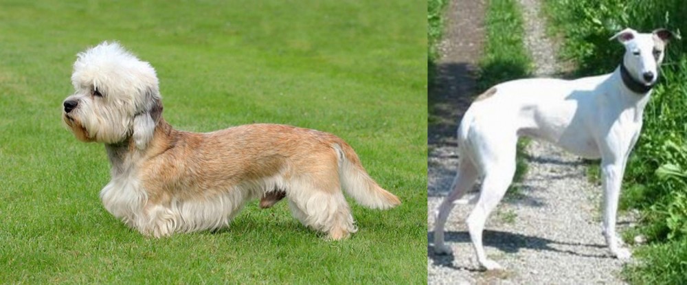 Kaikadi vs Dandie Dinmont Terrier - Breed Comparison
