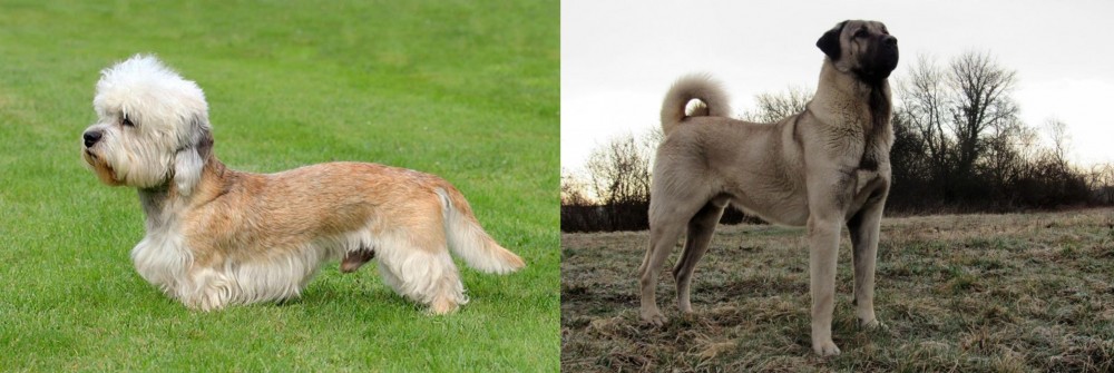 Kangal Dog vs Dandie Dinmont Terrier - Breed Comparison