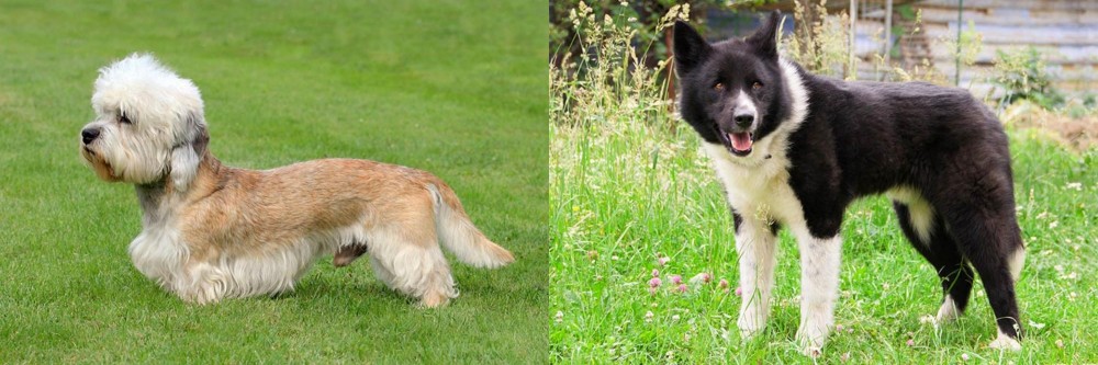 Karelian Bear Dog vs Dandie Dinmont Terrier - Breed Comparison