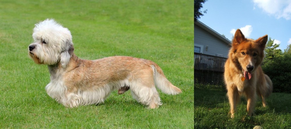 Karelo-Finnish Laika vs Dandie Dinmont Terrier - Breed Comparison