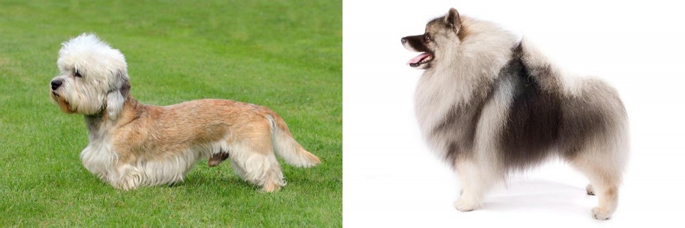 Keeshond vs Dandie Dinmont Terrier - Breed Comparison
