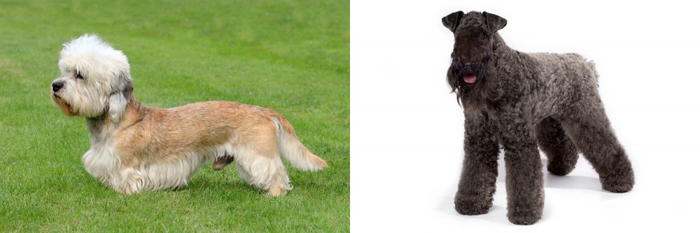 Kerry Blue Terrier vs Dandie Dinmont Terrier - Breed Comparison