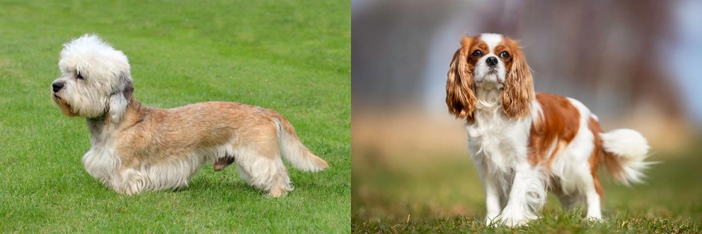 King Charles Spaniel vs Dandie Dinmont Terrier - Breed Comparison